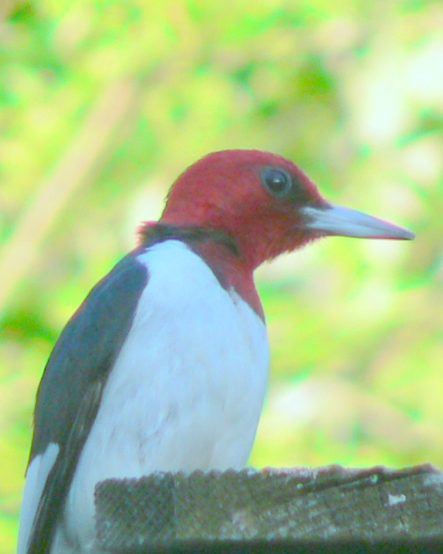 red - necked woodpecker perched on roof, green tree background