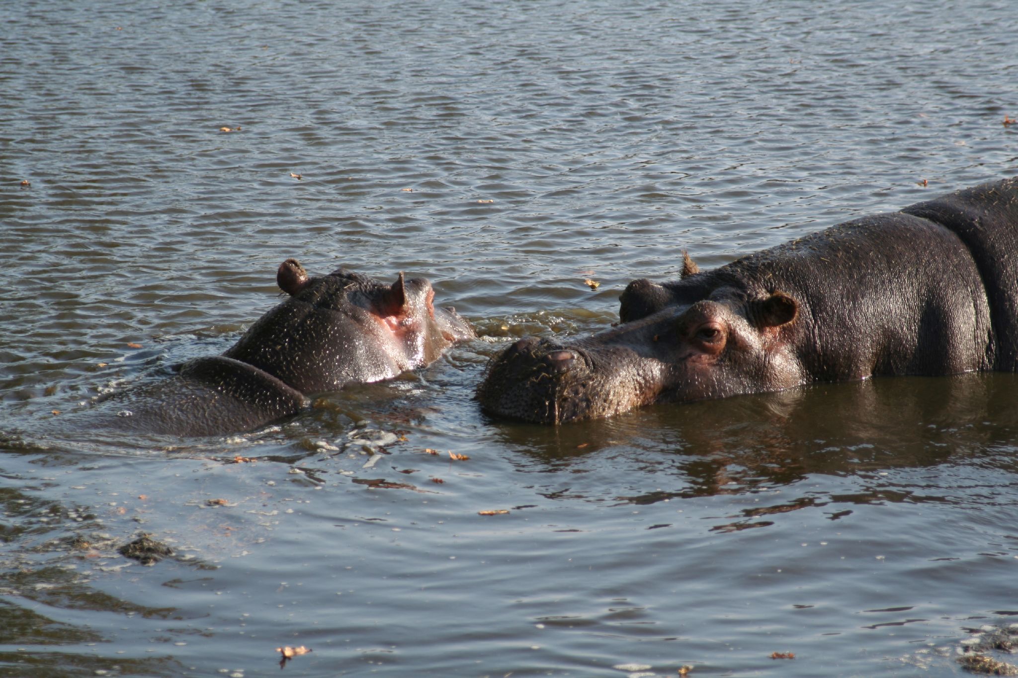 two hippos swimming in the water on a sunny day