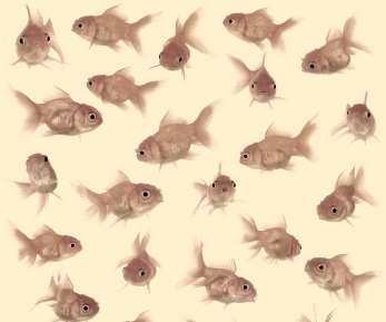 a collection of five identical fish in a square picture