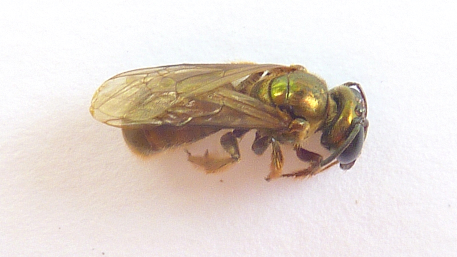 a fly flies and eats some food on a table