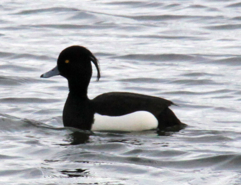 the black and white duck is swimming on the water