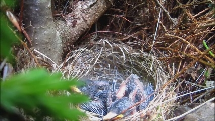 a baby blue bird in a nest on the ground