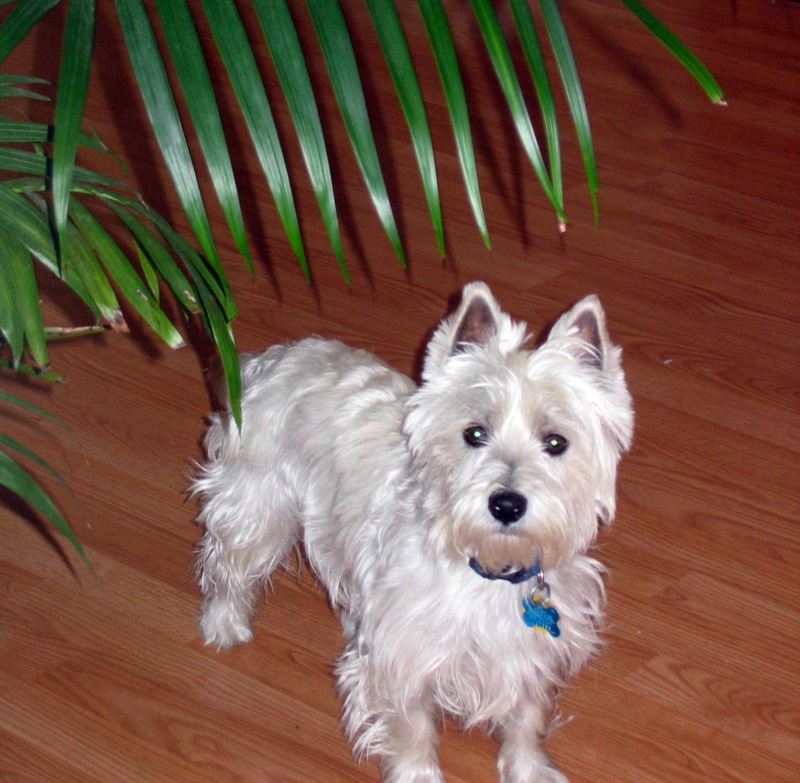 a dog standing near a plant with its face turned away from the camera