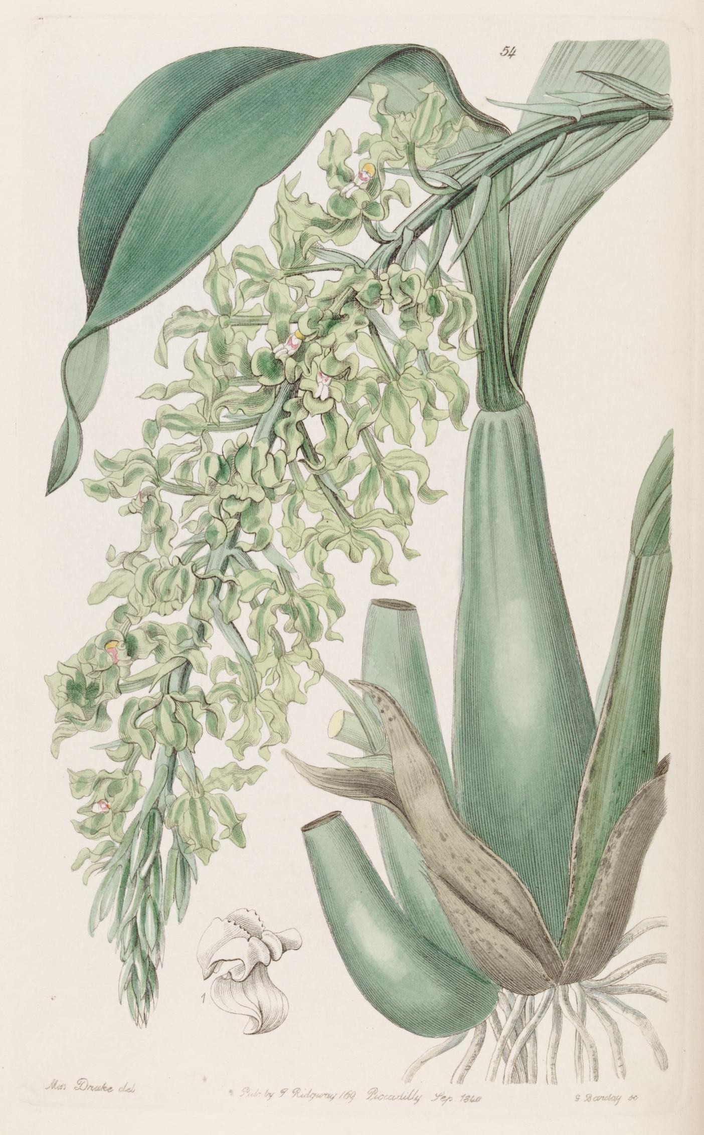 an illustration showing a botanical plant with flowers and leaves