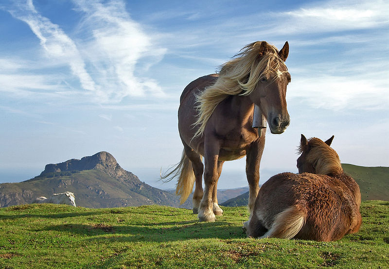 two horses standing near each other on a hillside