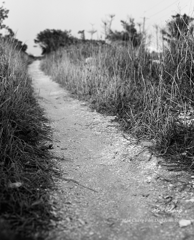 an empty dirt path with bushes and weeds along side it