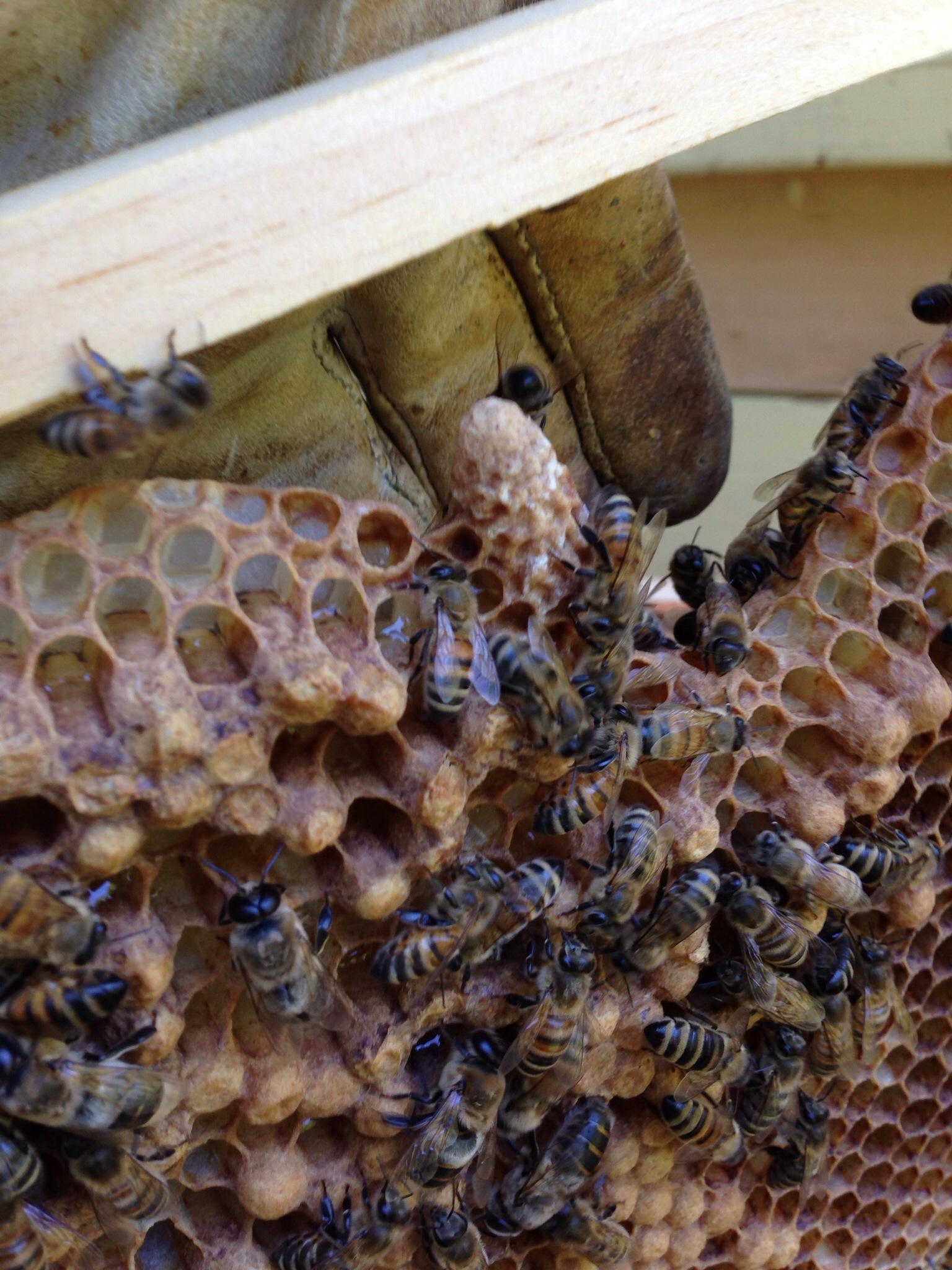 the bees are on the honeycomb with one another