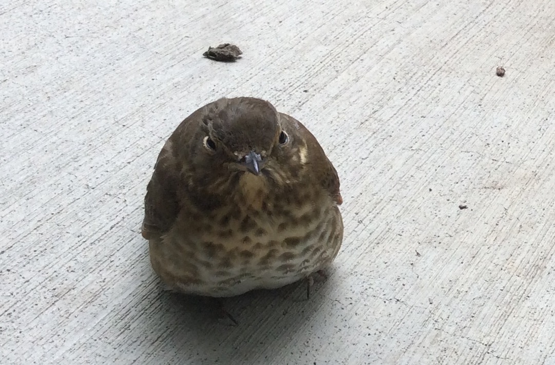 a brown bird sitting on the ground near another bird