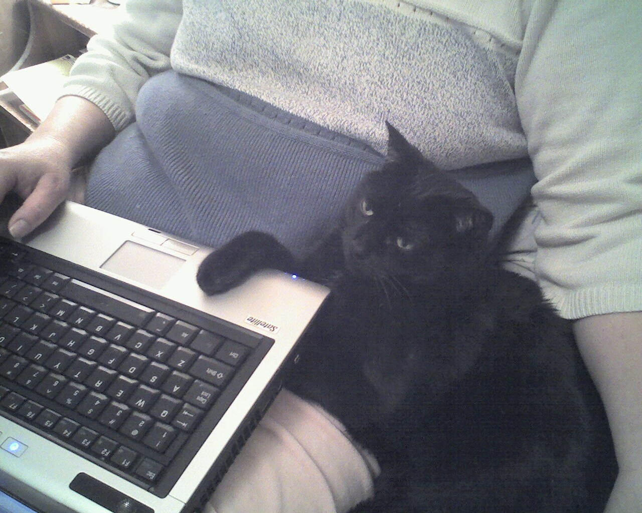 black cat sits on top of laptop that it is turned off