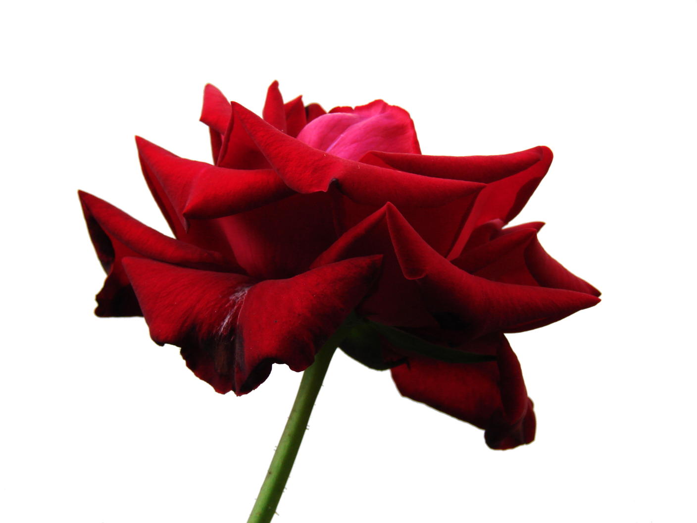 a red flower with some water droplets in it