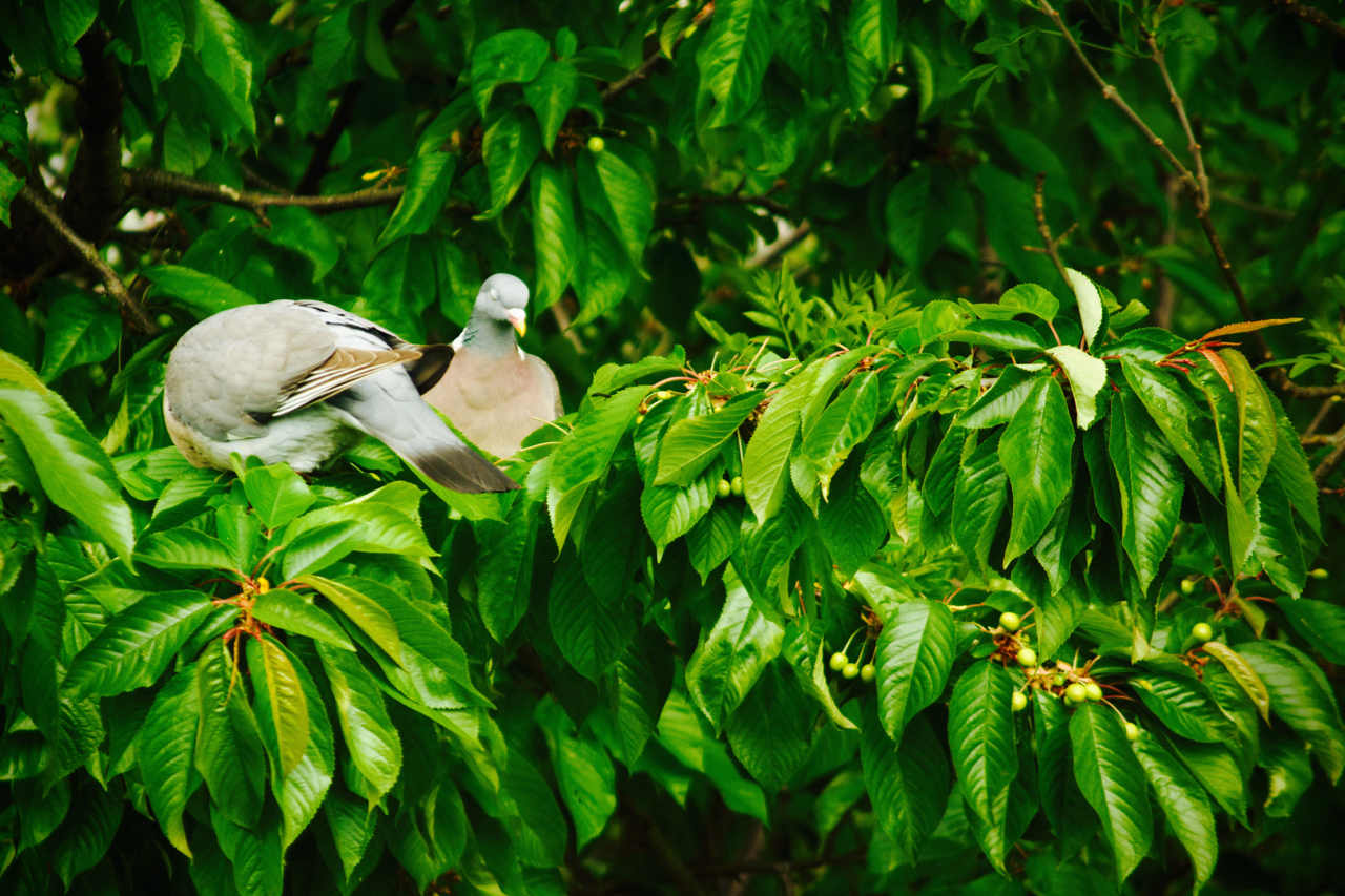 a large bird perched on top of a lush green tree