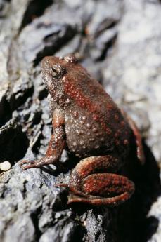 a frog sits on the rock outside