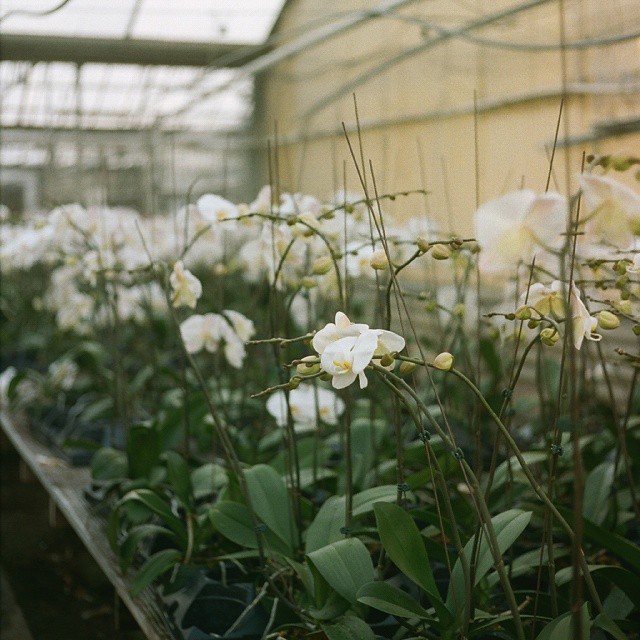 there are flowers that are in a large flower house