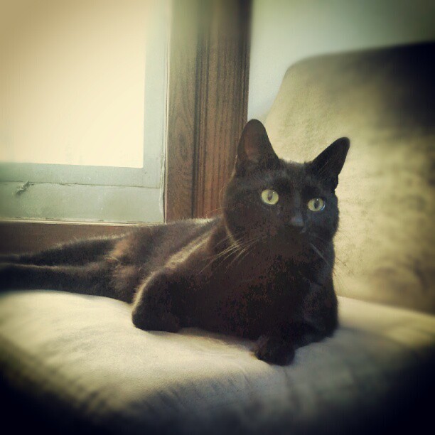 black cat laying on couch in front of a window
