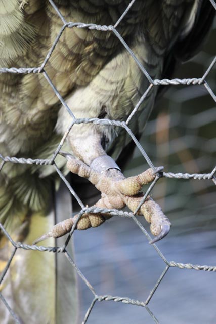 a bird sits behind a chain link fence