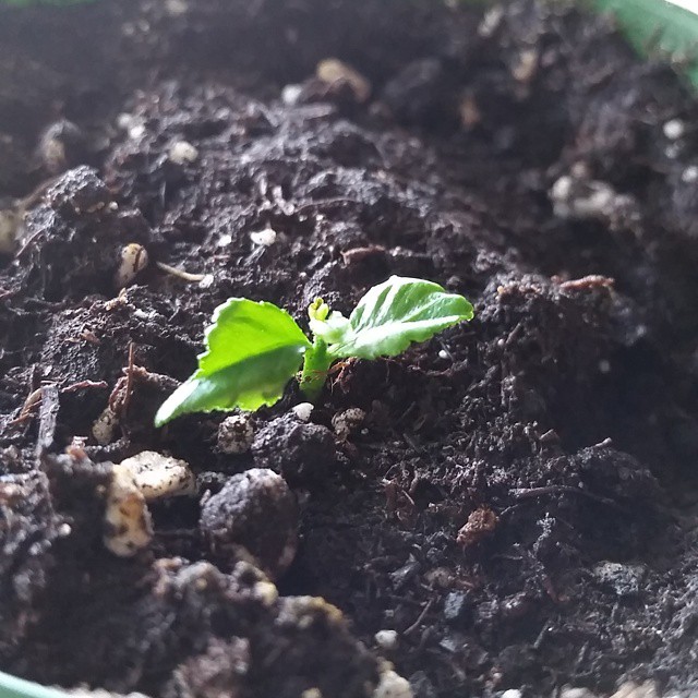 a green plant with small leaves sits in soil