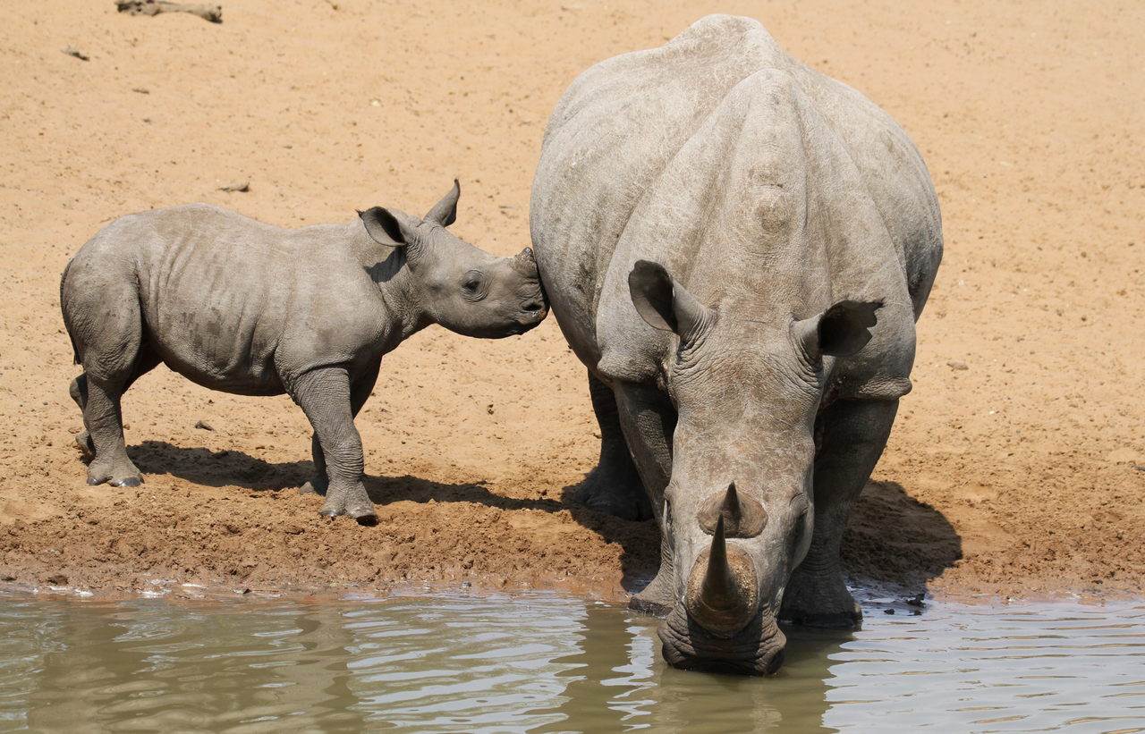 a rhino and a calf both drinking from a watering hole