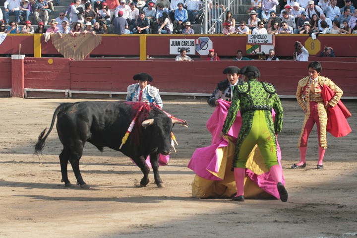 two bulls and a person in an arena with people