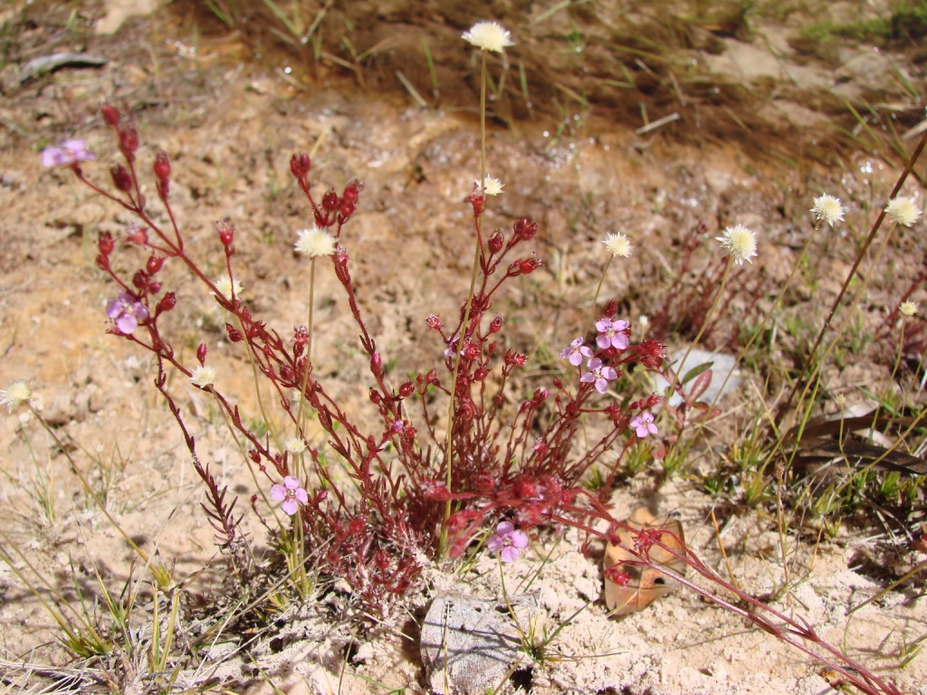 a close up of a plant on the ground