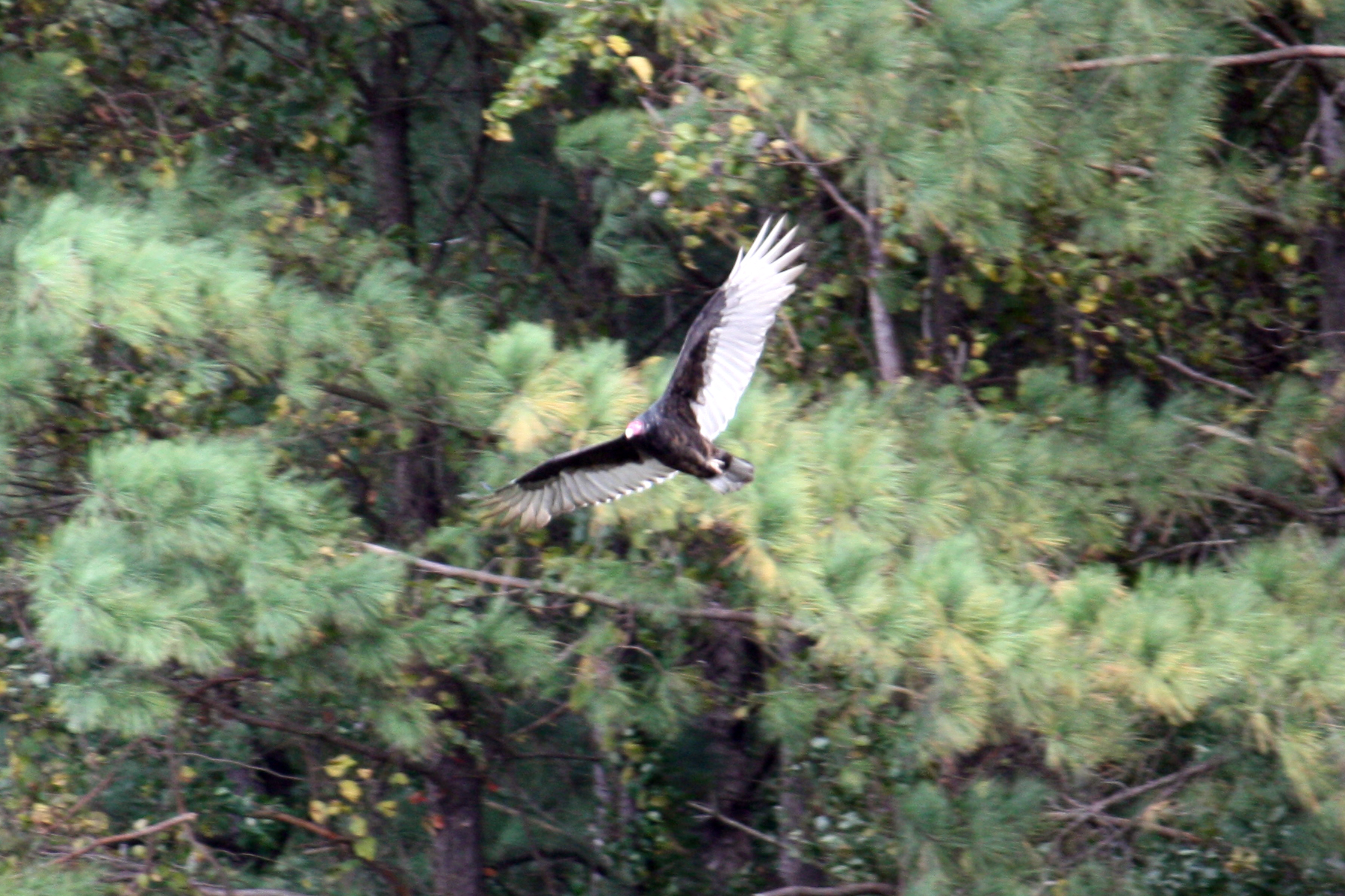 an ostrich is soaring over the trees and grass