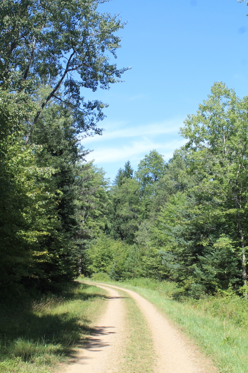 a dirt path surrounded by green trees and blue sky