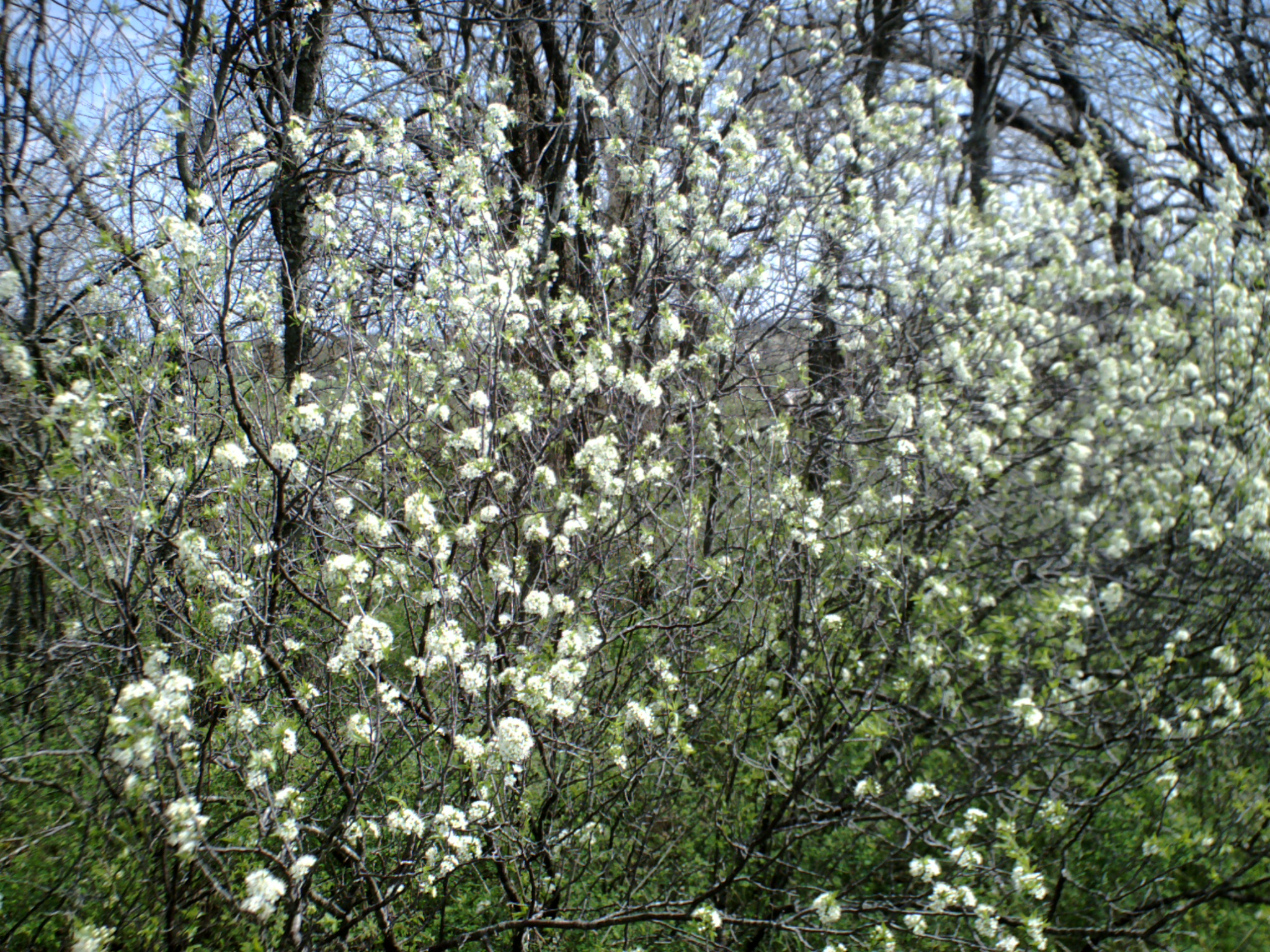 a field with white flowers on trees and bushes
