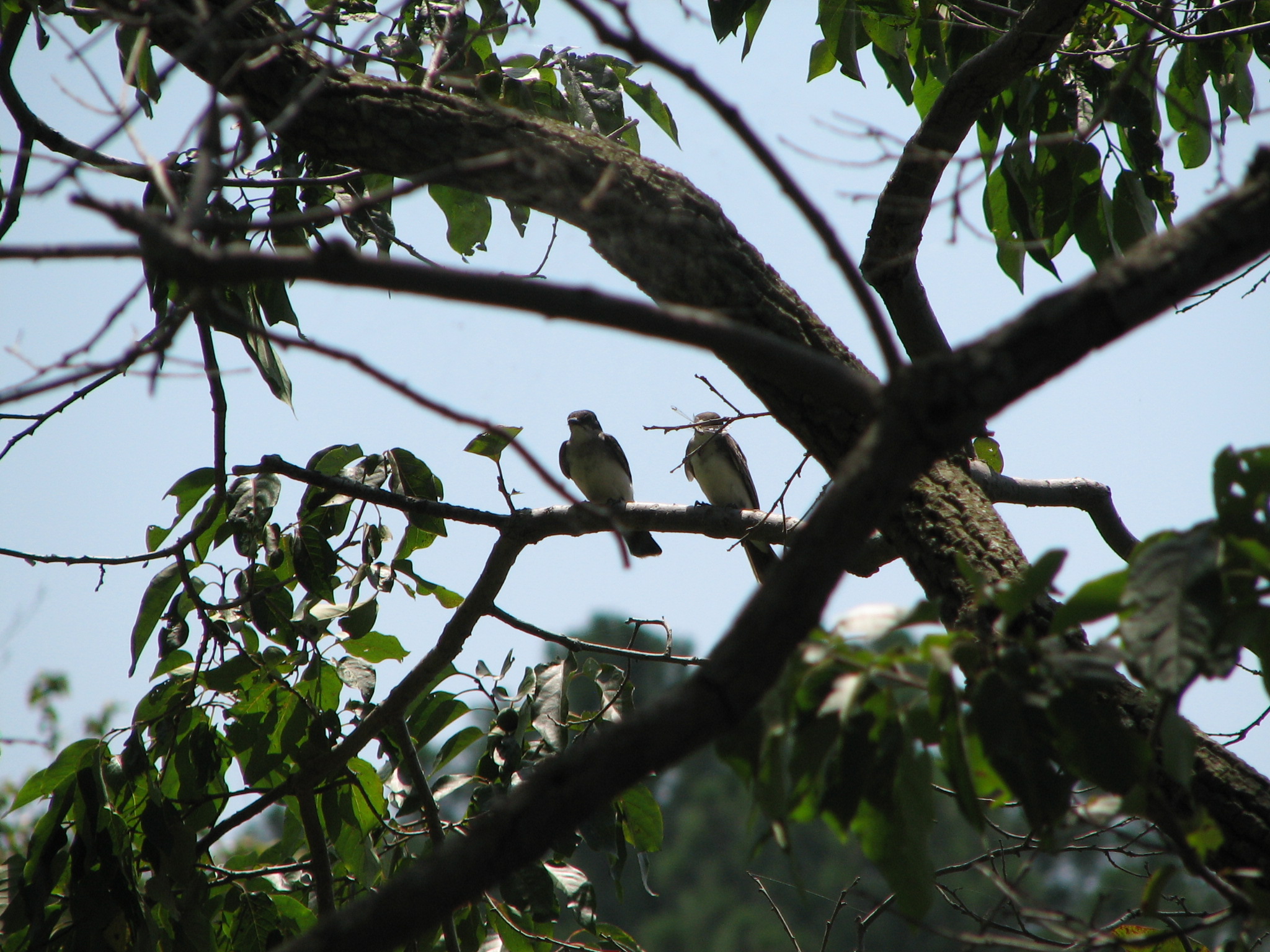 two birds sit on top of tree nches