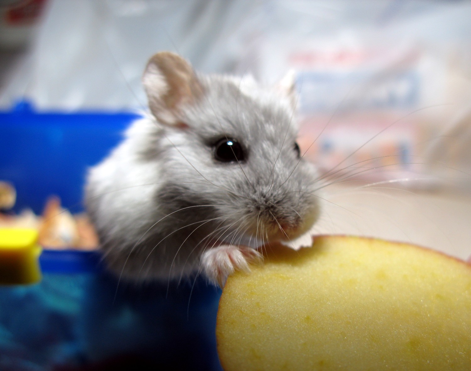 a grey rat eating food off of a piece of fruit
