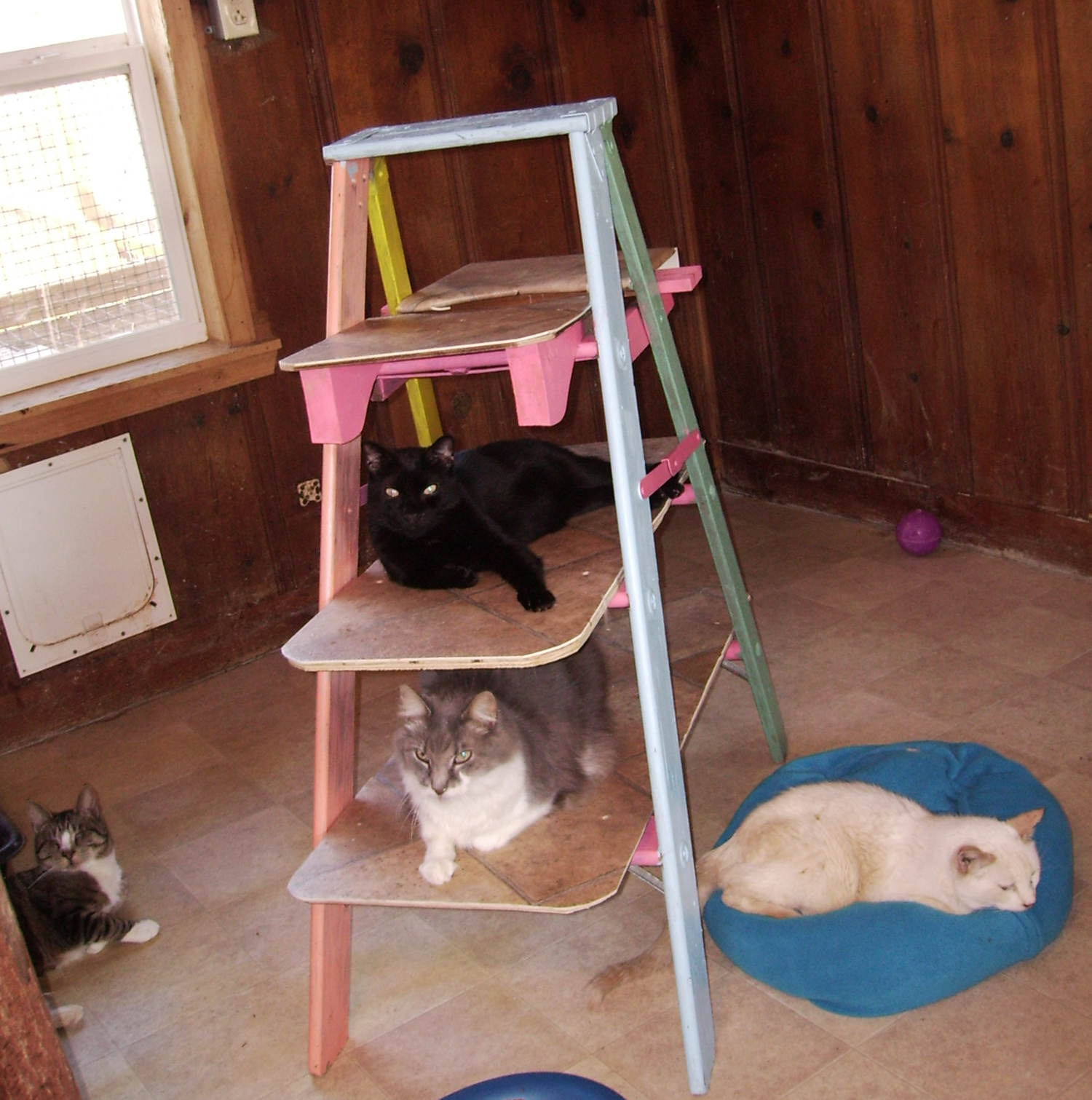 a pair of cats lounging and cuddling in a den