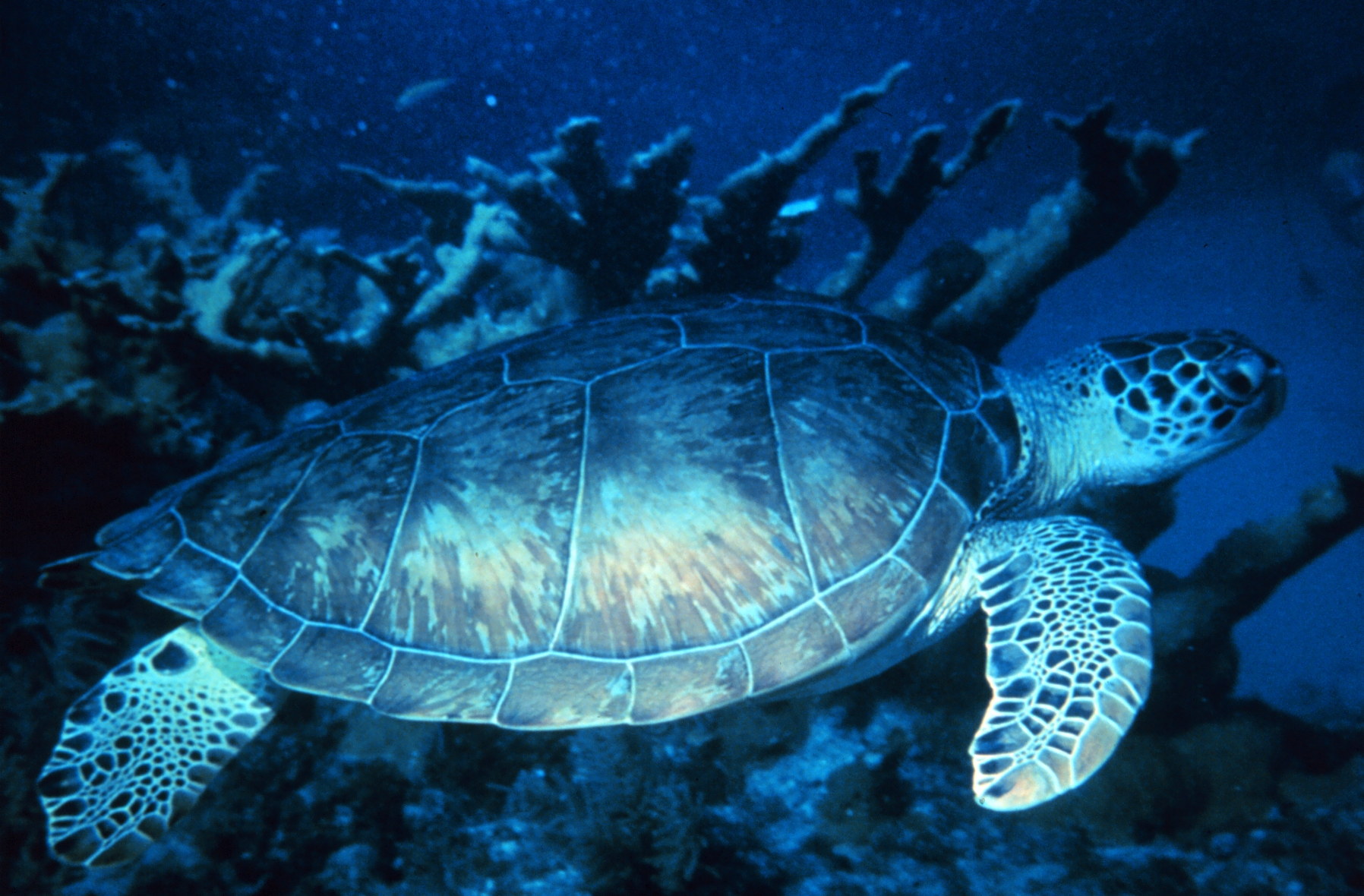 turtle resting on reef under blue light