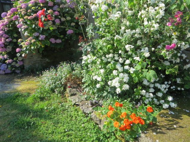 a garden full of different colored flowers and rocks