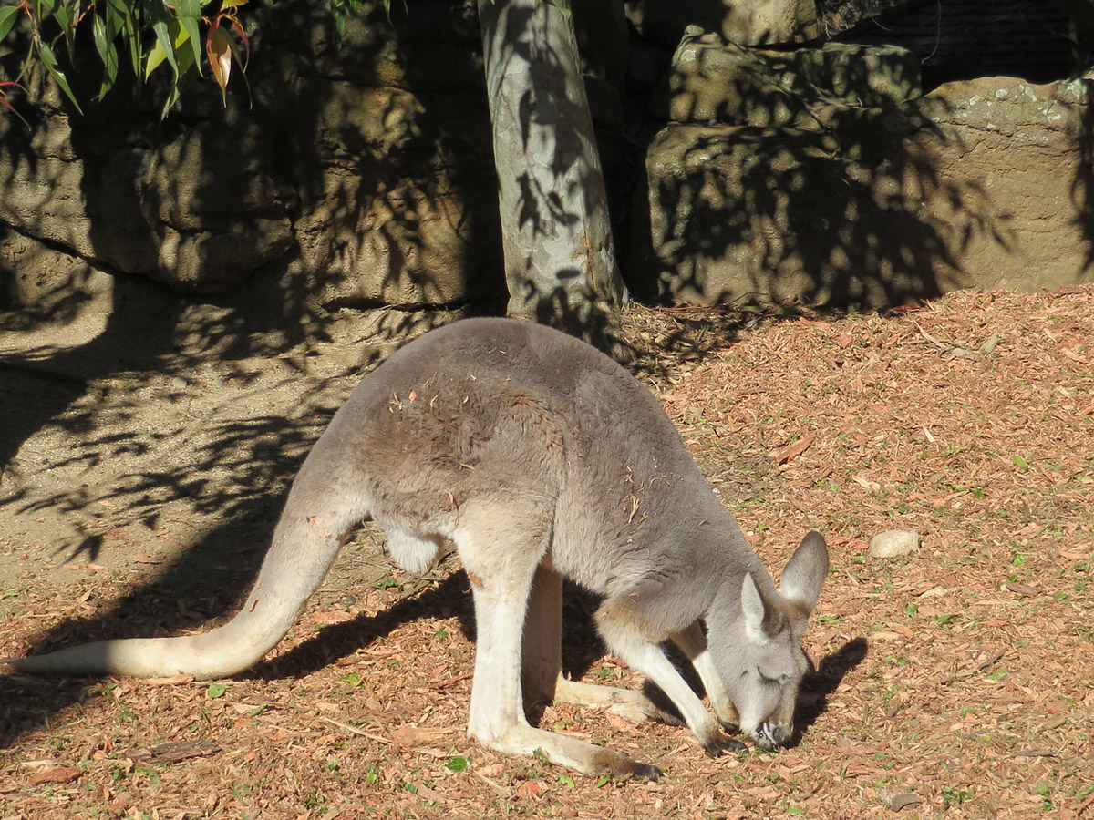 a kangaroo is standing in the dirt eating