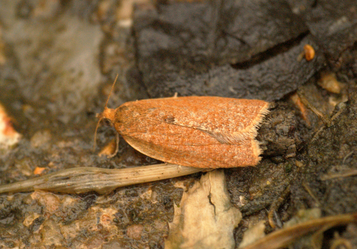 a close - up of a brown moth on a rock