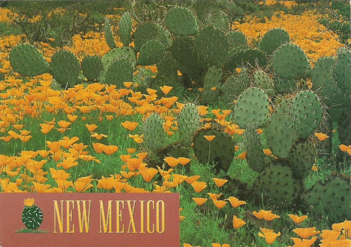 a field with orange flowers and a large cactus