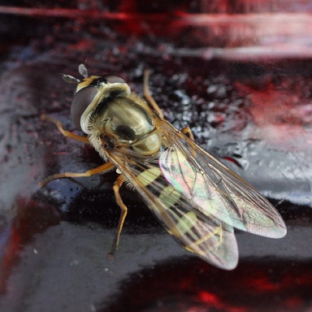 a small insect sitting on top of a red car