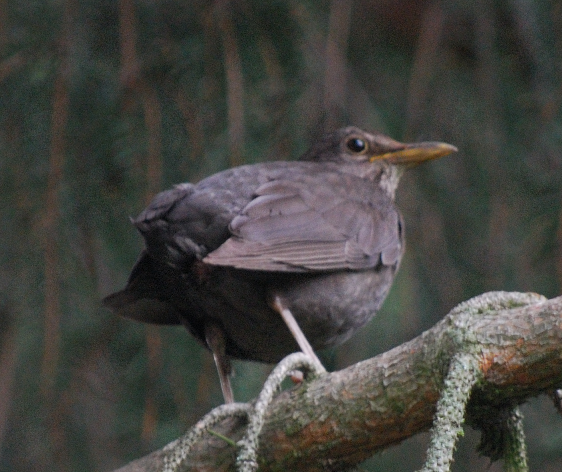 a bird perched on top of a wooden nch