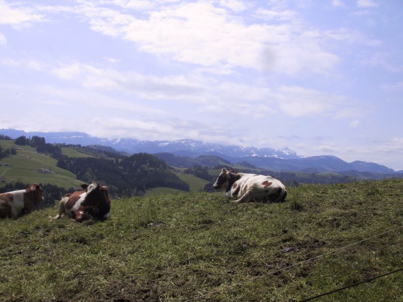 cows lounging in the pasture on a sunny day