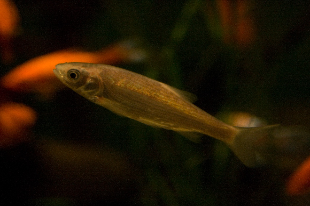 there are some fish swimming in an aquarium