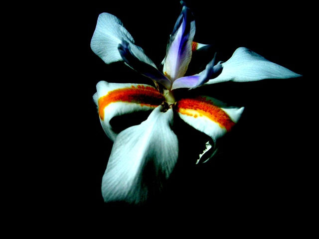 a blue and orange flower with red spots