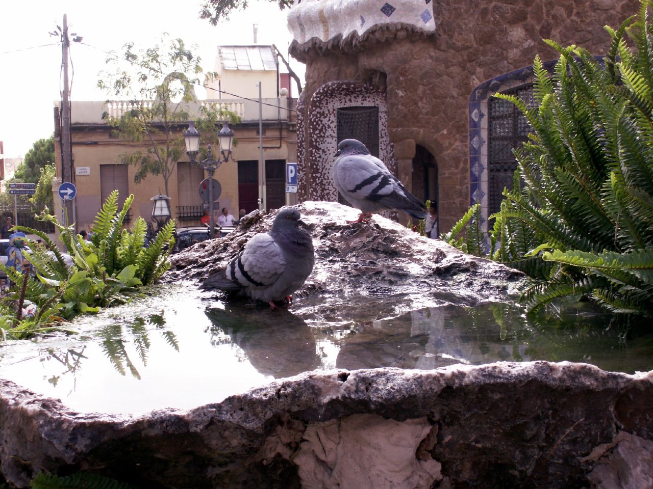 pigeons standing in the middle of a pool next to a building