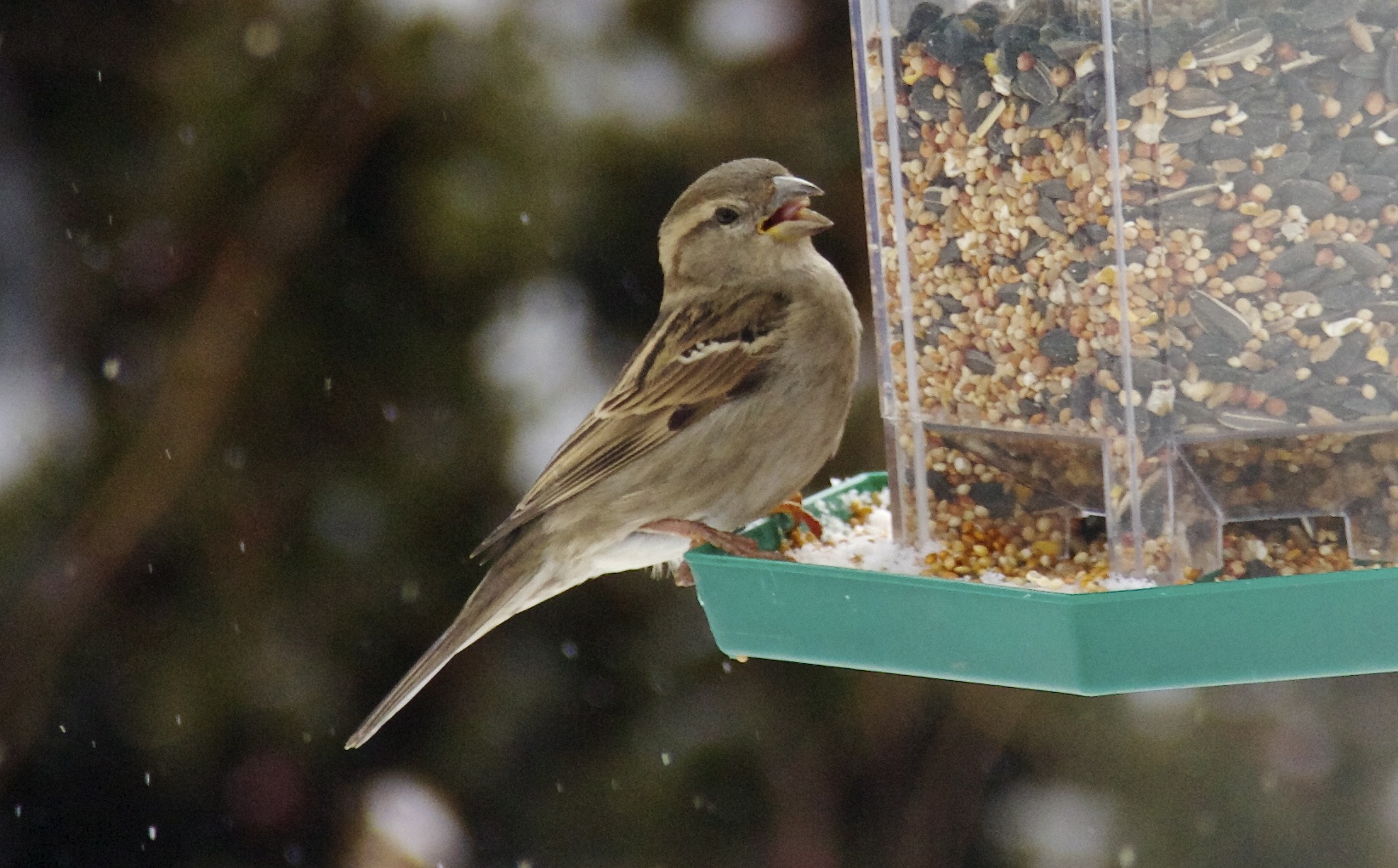 a small bird feeding from a bird feeder