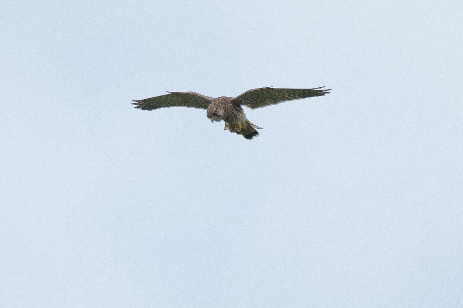 a bird flying in a blue sky above it's head