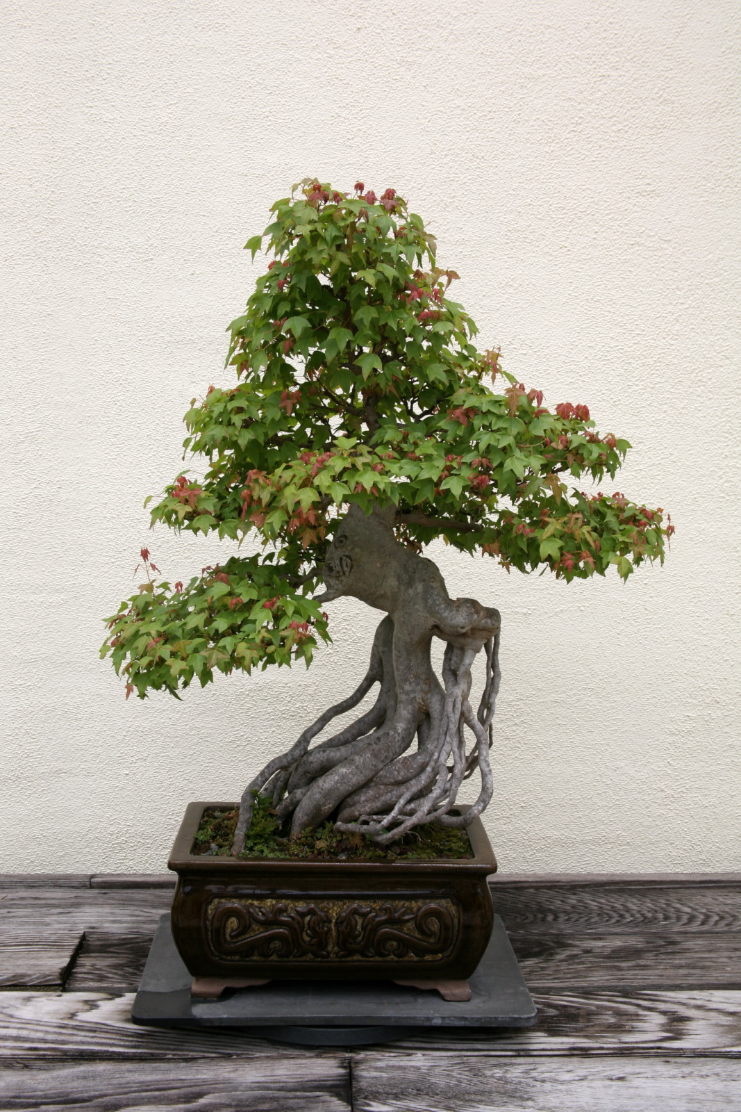 a bonsai tree in full display on a wooden table