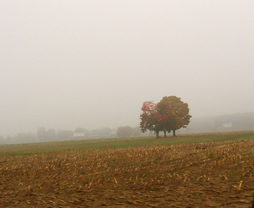 a farm with corn and tree in the background