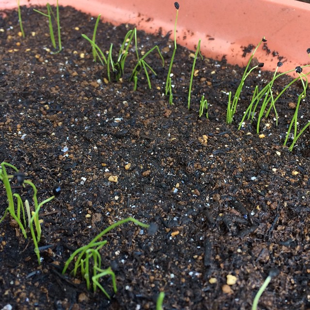 there is some very small plants in the potted