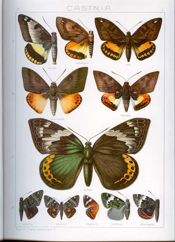 erflies from the book'insectlife of asia, from the natural history of asia to the present day'by edward b jones