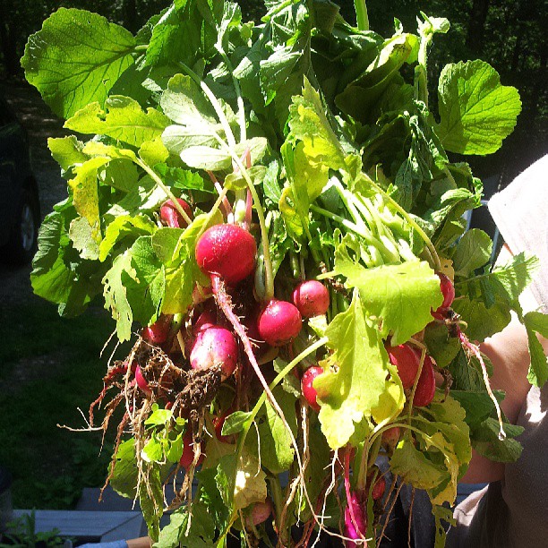 some radishes and other green leaves on a table