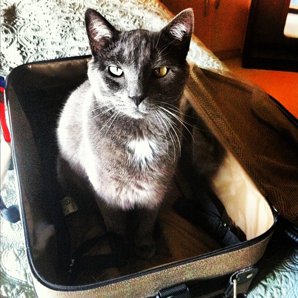 a gray cat sitting inside of an open luggage bag