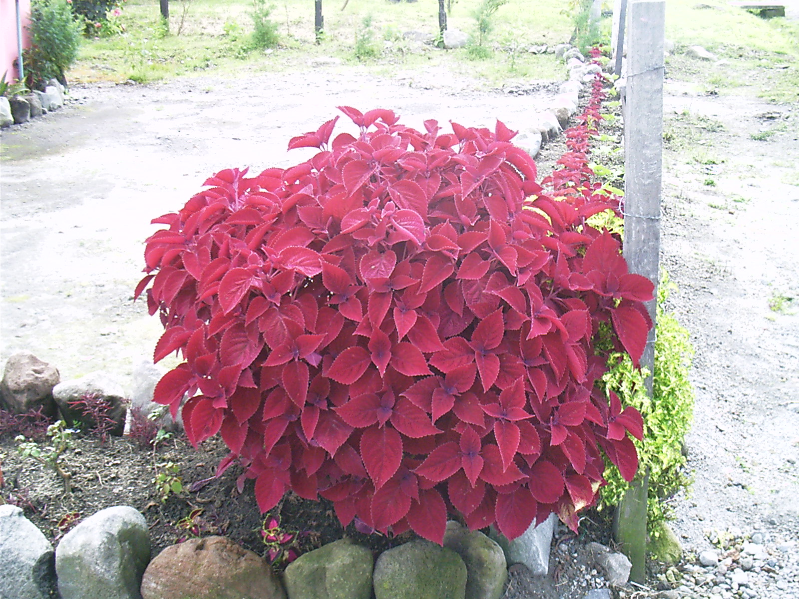 a red plant surrounded by rocks near a house