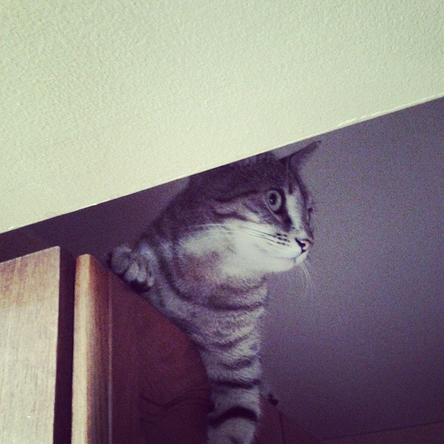 the cat is sitting on a ledge inside of a closet